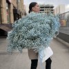 51 голубая гипсофила